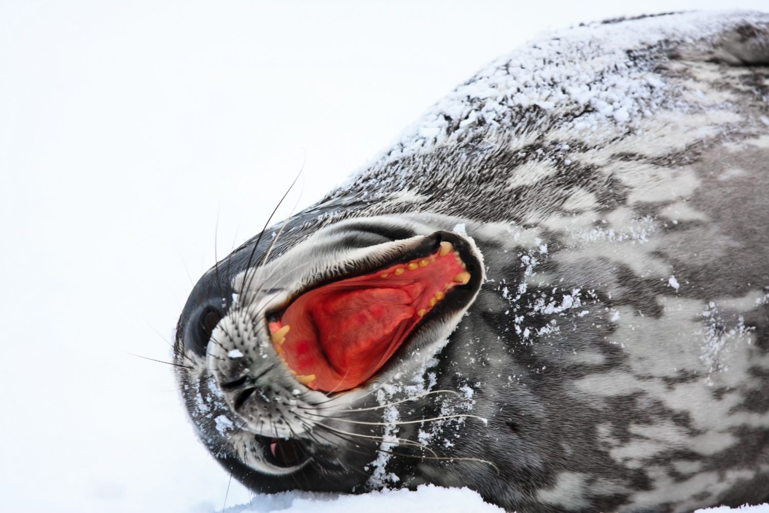 Seal lies on its side with the wide-open mouth on a light background